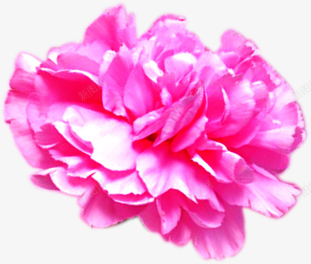 粉色盛开多层花朵装饰植物png免抠素材_88icon https://88icon.com 植物 盛开 粉色 花朵 装饰