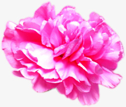 粉色盛开多层花朵装饰植物素材