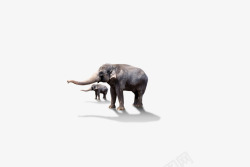 大象小象动物素材