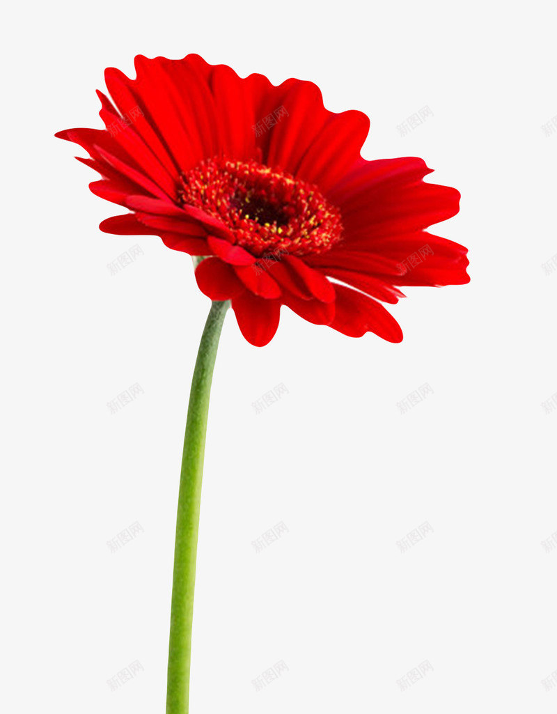 红色有观赏性带花梗的一朵大花实png免抠素材_88icon https://88icon.com 一朵大花 小叶子 植物界 盛开 种类 红色有观赏性带花梗的一朵大花实物免费下载 花冠 花卉 花托 花梗 花萼 草本植物