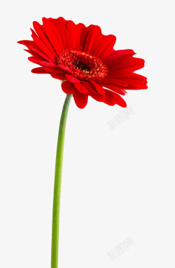 红色有观赏性带花梗的一朵大花实素材