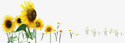许多美丽的向日葵素材