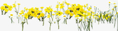 黄色户外美景郊外花朵素材
