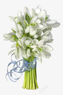 白色铃铛花装饰素材