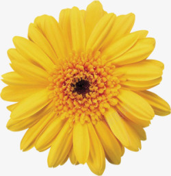 黄色盛开完美花朵素材