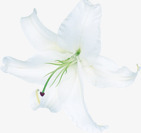 白色唯美纯洁花朵节日素材