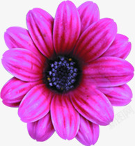 紫色唯美盛开花朵装饰素材