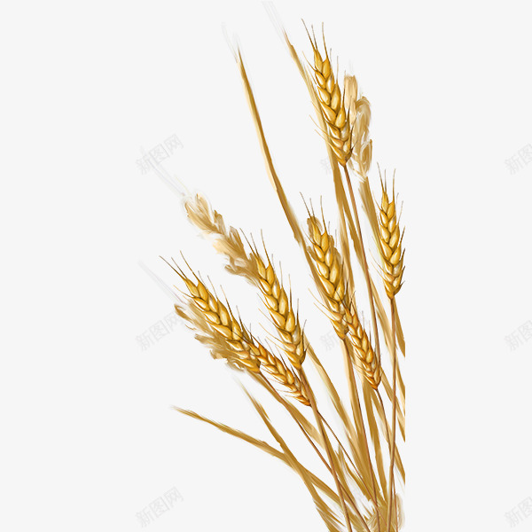 农作物丰收png免抠素材_88icon https://88icon.com 丰收的麦子 农作物 食品 食物 麦子