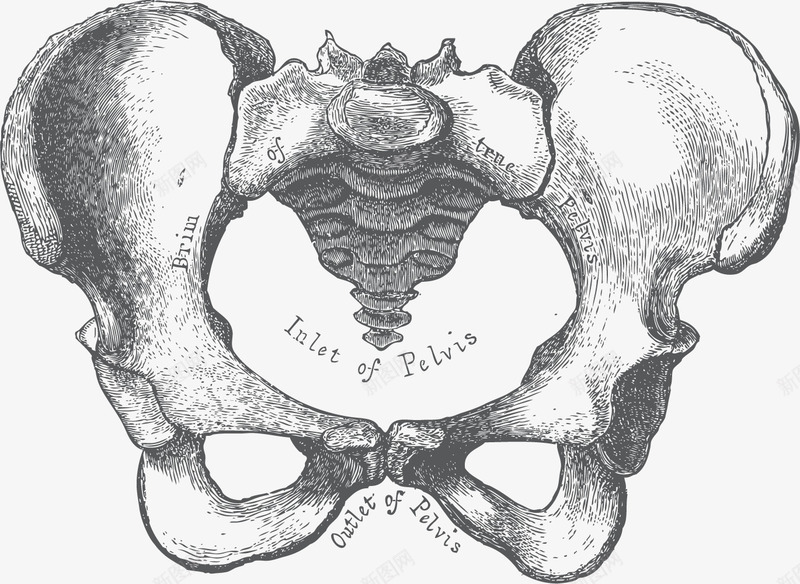 人体骨盆手绘速写png免抠素材_88icon https://88icon.com 人体内脏 人体内脏器官 人体骨盆 内脏图 器官 手绘器官 速写图 骨盆