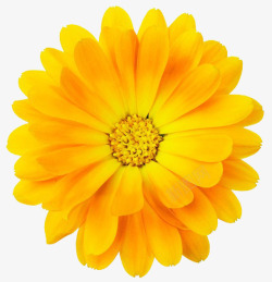 黄色盛开绽放花朵素材