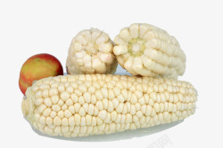 天然白色玉米棒子素材