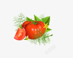 西红柿图矢量图素材