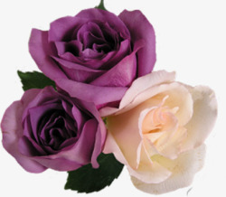 紫色盛开花朵玫瑰素材