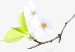 白色简约纯洁花朵素材