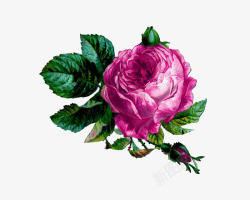 桃红色玫瑰花手绘素材