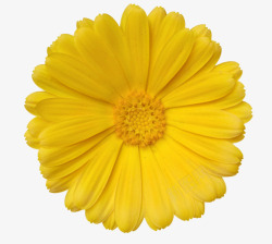 黄色有观赏性完全盛开的一朵大花素材