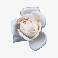 花卉品种盛开的香槟玫瑰高清图片