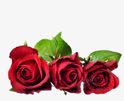盛开红玫瑰花素材