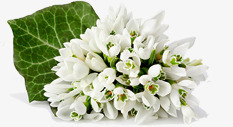 白色纯洁花朵素材