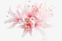 粉色盛开花朵美景装饰节日素材