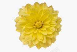 黄色有观赏性盛开的一朵大花实物素材