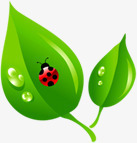 绿色卡通露珠瓢虫植物素材