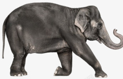 大象小象素材