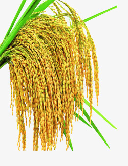 农植物金黄黄饱满的稻谷高清图片