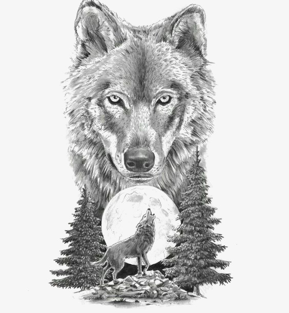 素描动物狼png免抠素材_88icon https://88icon.com 动物 卡通 头狼 手绘 手绘白狼 插画 灰狼 狼嚎 素描 速写 黑白野狼