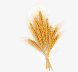 金色麦穗素材