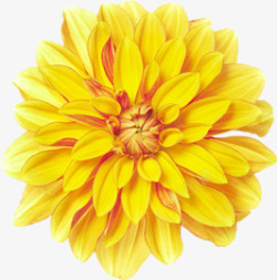 黄色多层创意花朵盛开素材