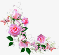 粉色盛开玫瑰招蜂引蝶素材