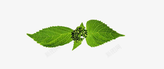 薄荷叶子装饰png免抠素材_88icon https://88icon.com 叶子 薄荷 装饰