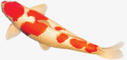 鲤鱼红色白色游动素材
