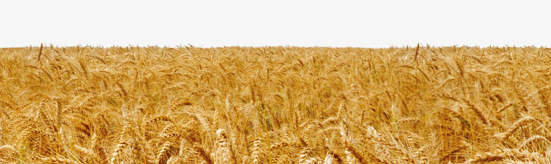 丰收季金黄色麦穗png免抠素材_88icon https://88icon.com 丰收季 源文件 金黄色 麦穗