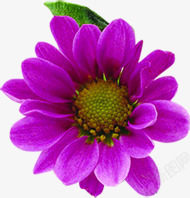 紫色盛开花朵节日装饰手绘素材
