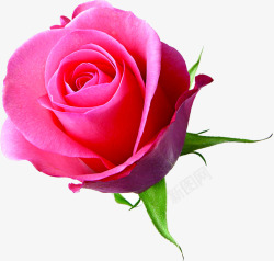粉玫瑰盛开花朵素材