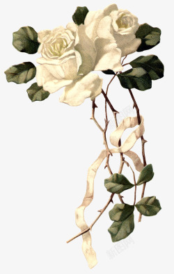 纯白色的玫瑰花素材