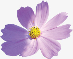 紫色唯美花朵盛开美景素材