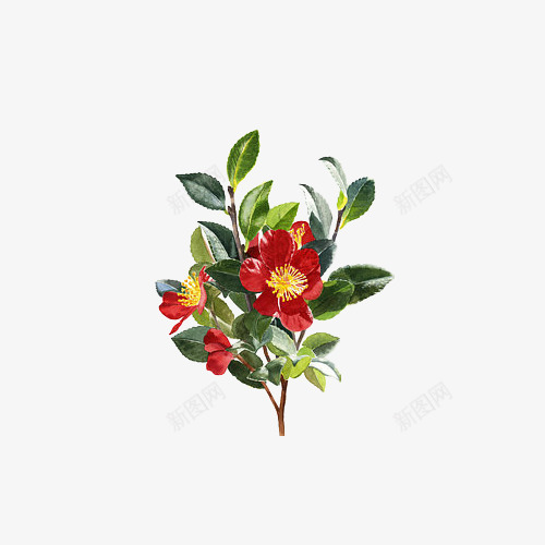 手绘水彩盛开的红色山茶花插画免png免抠素材_88icon https://88icon.com 中国风 山茶花 手绘 手绘水彩盛开的红色山茶花插画免抠免费下载 插画 植物 水彩 茶籽花 茶花