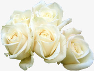 白色纯洁玫瑰花朵素材