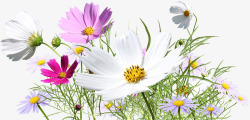 植物草丛花朵效果白色素材