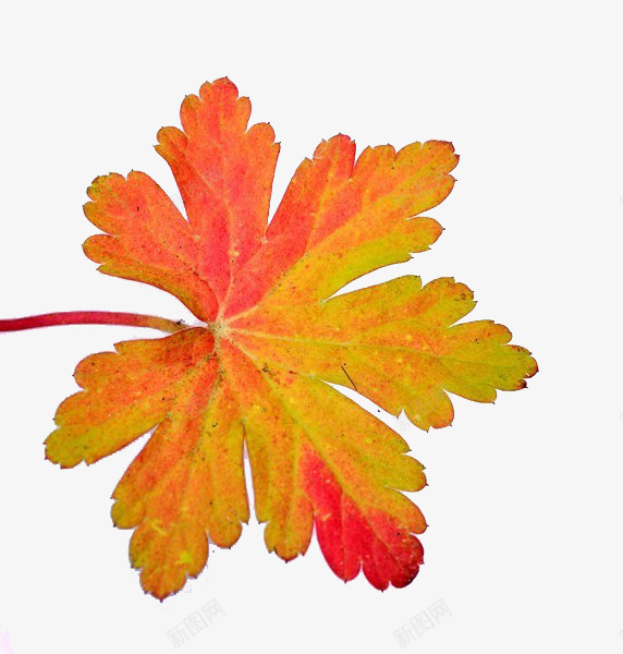 红色天竺葵叶子特写png免抠素材_88icon https://88icon.com 产品实物 免抠 免抠素材 叶子素材 天竺葵 天竺葵叶子特写 秋色 红色