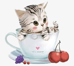 天然呆茶杯猫高清图片