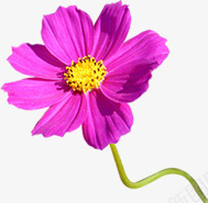 紫色盛开花朵植物png免抠素材_88icon https://88icon.com 植物 盛开 紫色 花朵