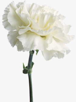 白色纯洁花朵康乃馨母亲节素材