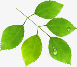 绿色新鲜露珠树叶草地素材
