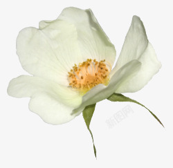 白色唯美盛开花朵素材