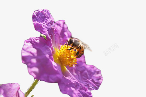 蜜蜂与花朵png免抠素材_88icon https://88icon.com 紫色花 花 花朵 鲜花 鲜花盛开