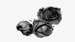 黑色玫瑰花素材